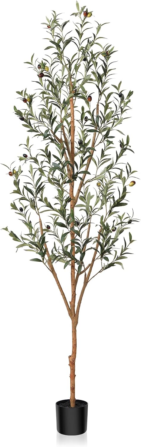 Olive Tree